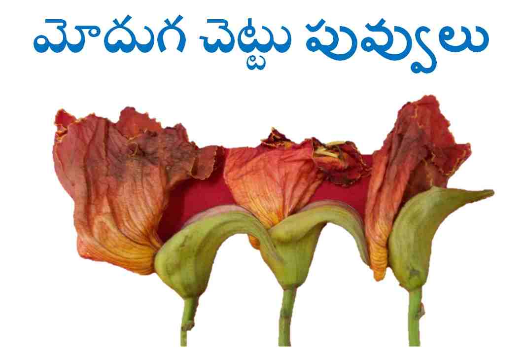 Moduga Chettu In Telugu English Leaf And Flower Uses మోదుగ చెట్టు