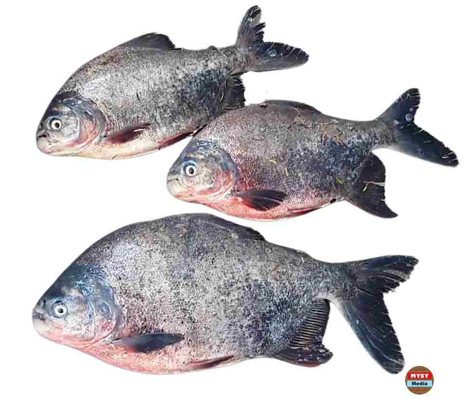 health-benefits-of-fish-in-telugu-youtube