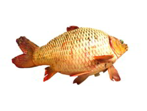 Bangaru teega fish english name