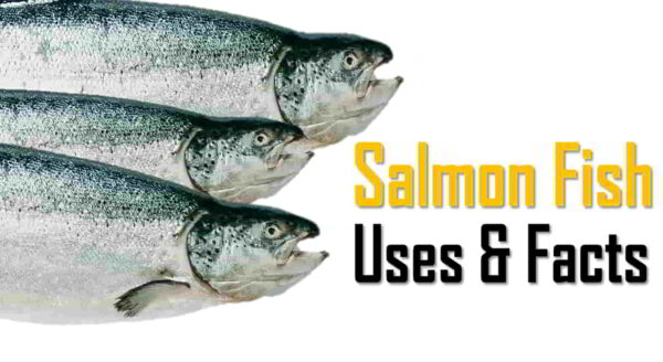 Salmon fish in Telugu Name