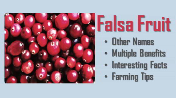 Phalsa fruit in Telugu Name