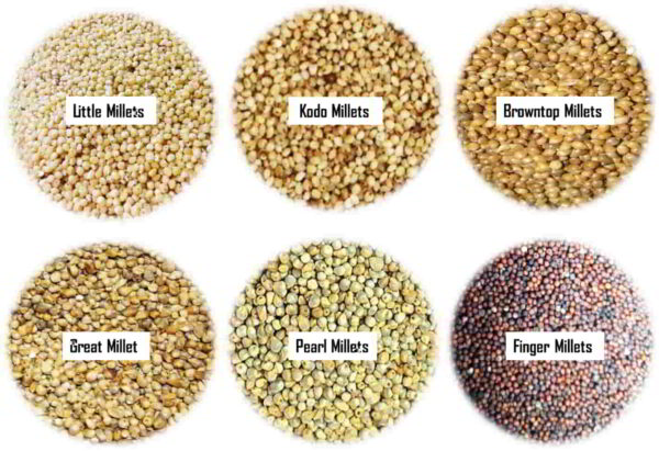 millets-in-telugu-siridhanyalu-benefits-uses-nutrients-facts