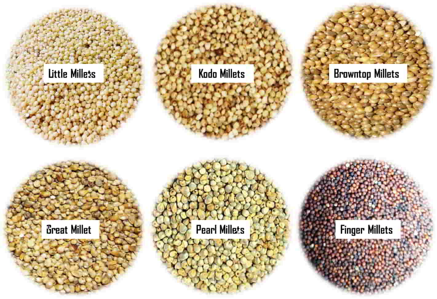Millets in Kannada | Types, Siridhanya Names, Benefits/Uses, Facts - MYSY  Media
