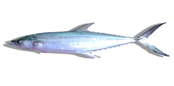 Mckerel fish in telugu
