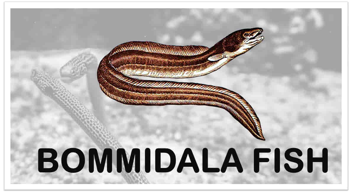 Bommidai Fish in English Name