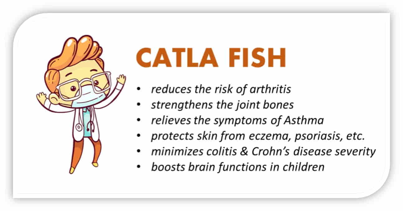 Katla fish health related uses and katla fish benefits