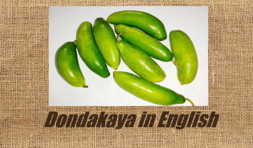 dondakaya in english name
