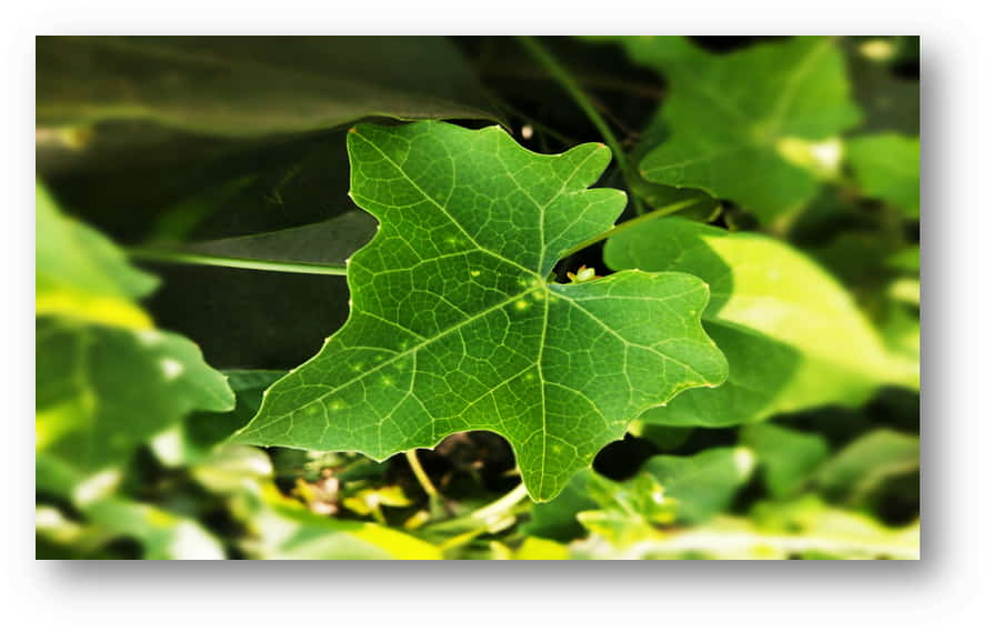Dondakaya leaf benefits and uses