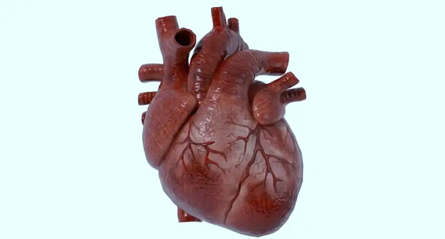 Transplanted Hearts May Take on the Biological Age of Their New Body: What the Research Shows