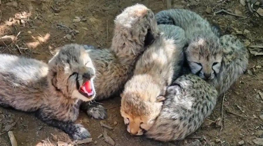 Five Healthy Cheetah Cubs Born at Kuno National Park, Taking India’s Cheetah Population to 60